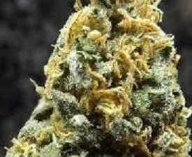 Buy Alaskan Thunder Fuck online