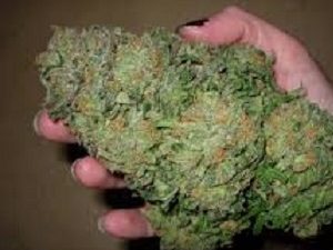 Buy Blue Dream weed online